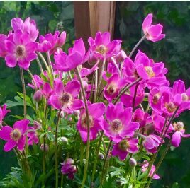 Anemone 'Spring Beauty Pink'